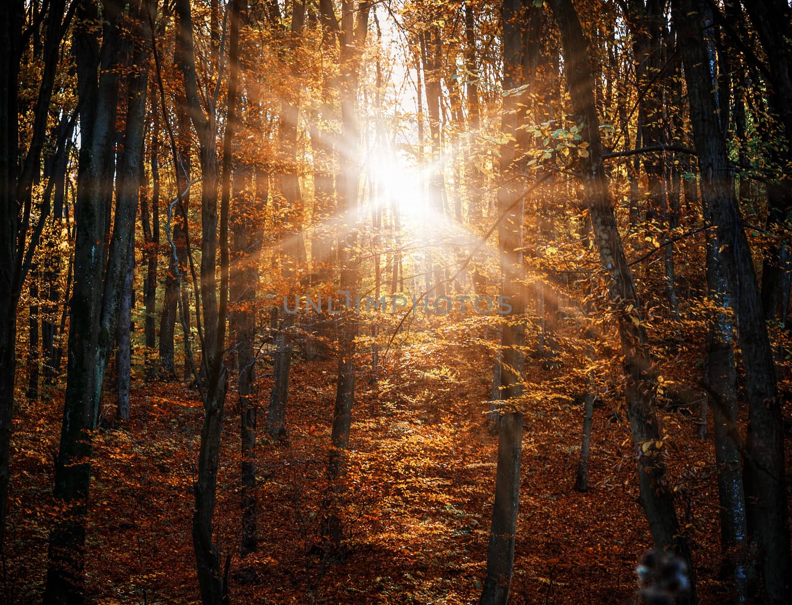 Sun rays in the misty autumn forest