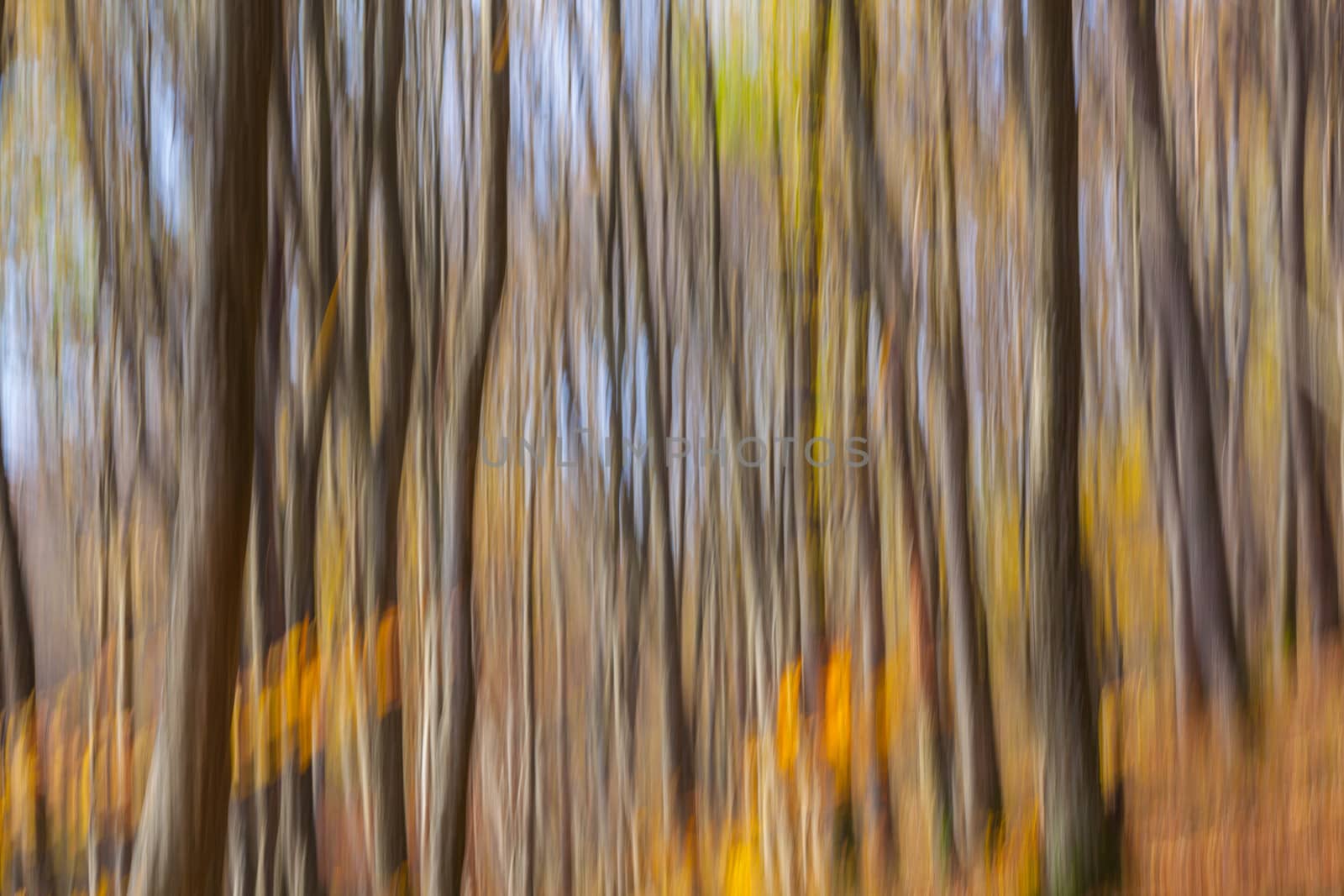 Abstract image of trees in an autumn forest. Intentional motion blur