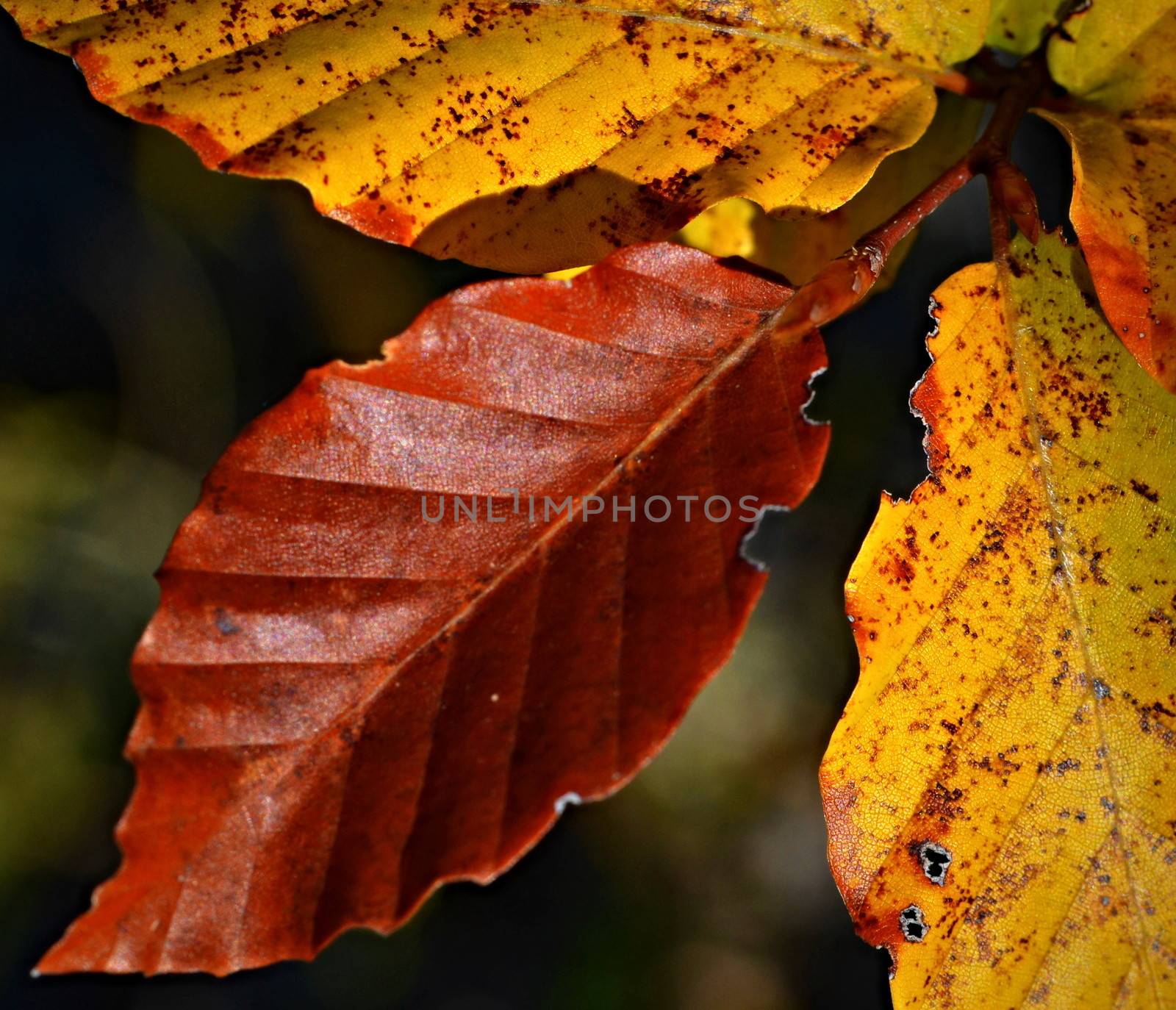 autumn beech leaves by Ahojdoma