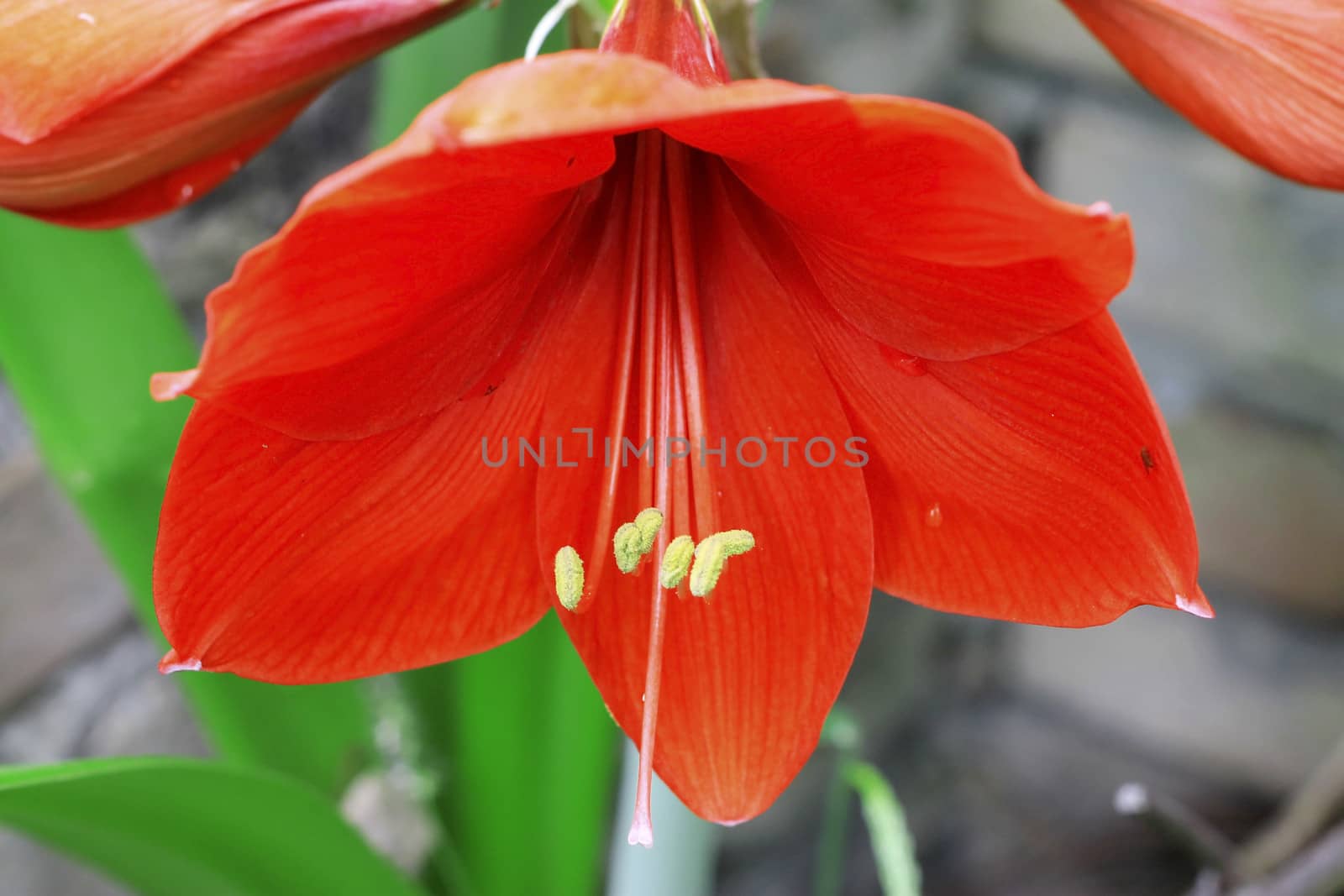 Blooming red amarilis and water drops after rain by scullery