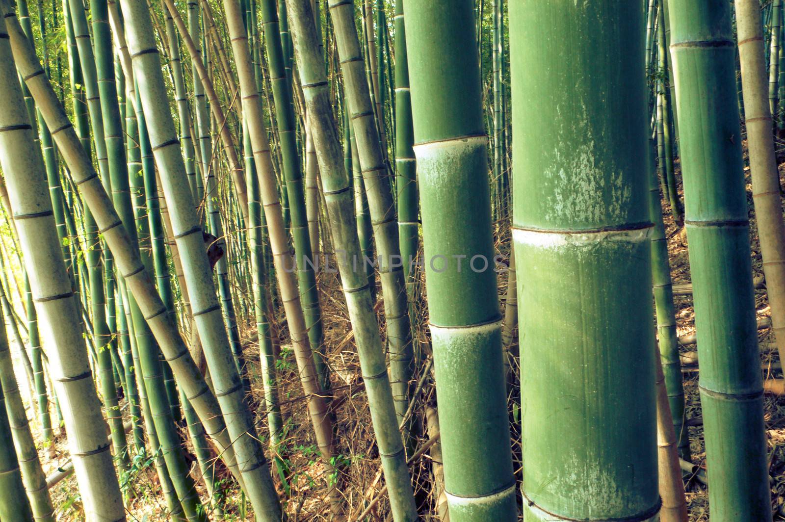 green bamboo forest background: sharp focus on first big pole 