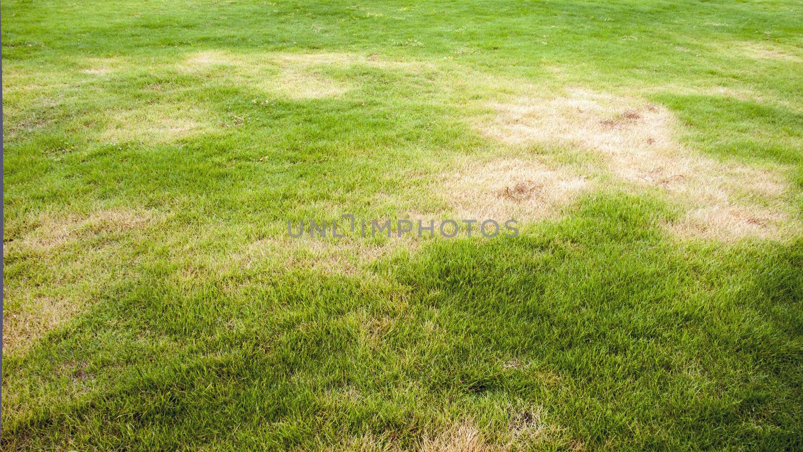 fresh trimmed green lawn with yellow sunburn spots