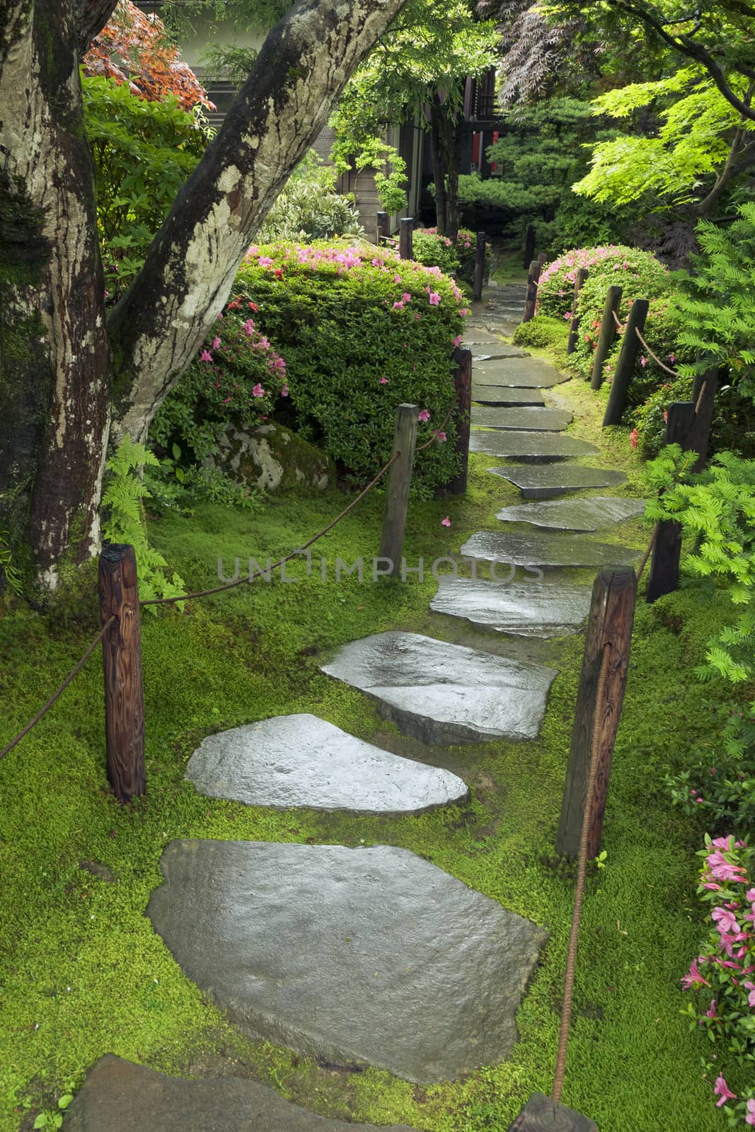 wet pathway by yuriz