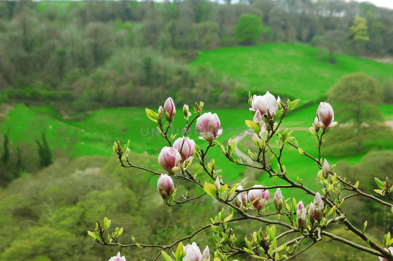 Branch of magnolia blossom against park