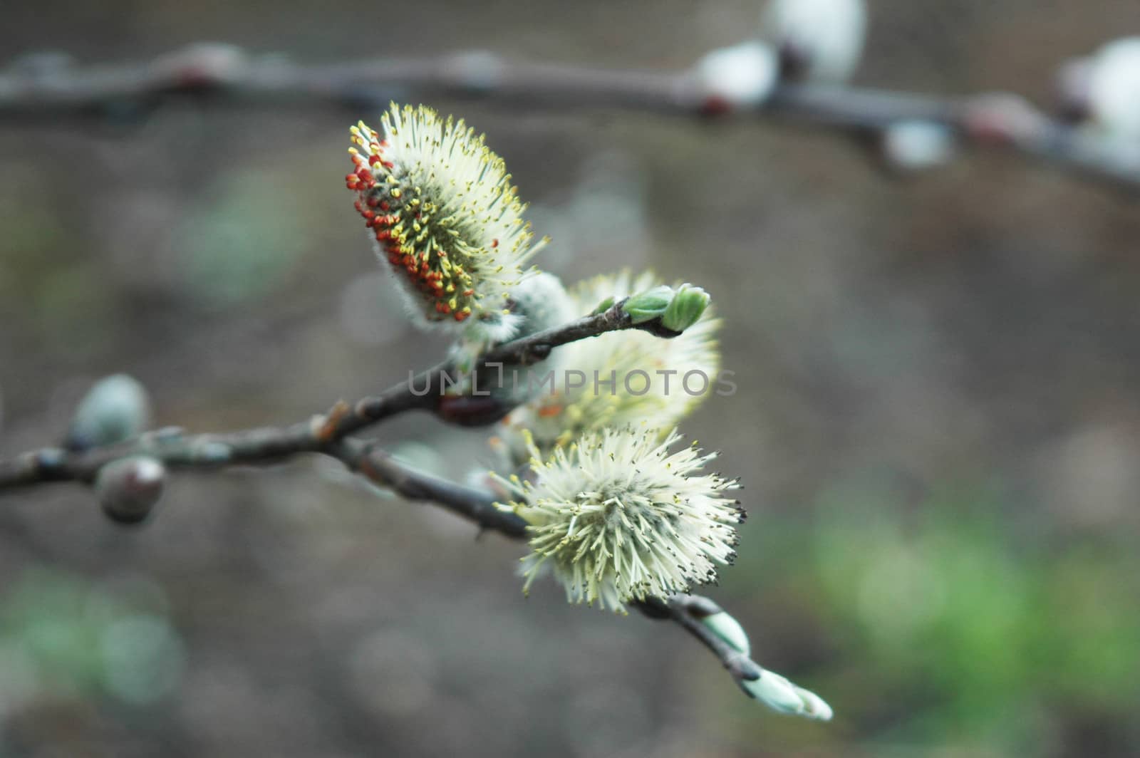 Close-up of willow blossom