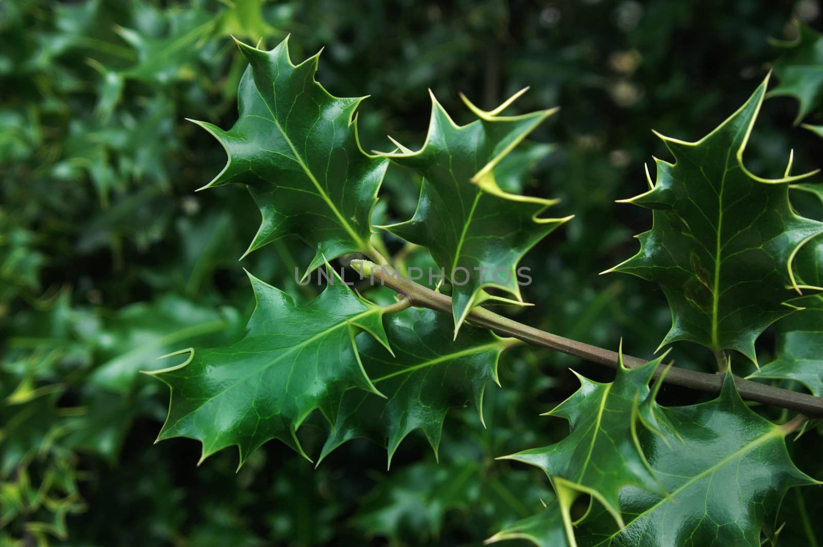 Branch of green holly tree