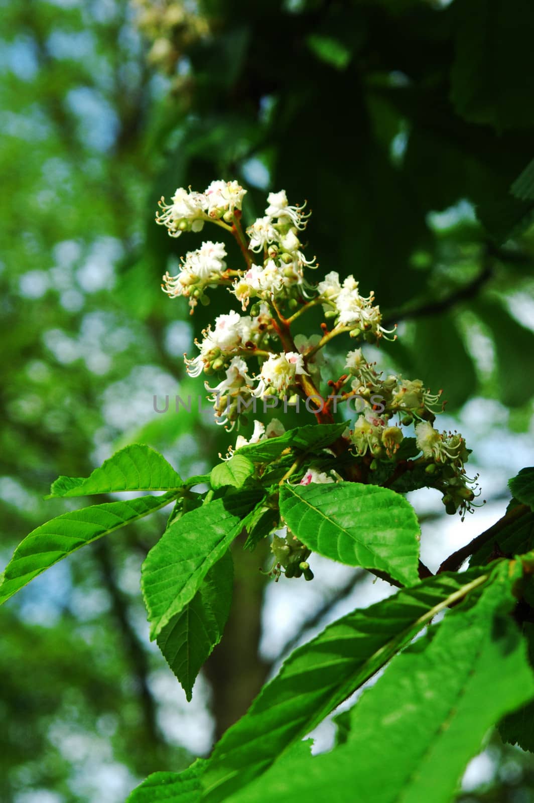 Close up of blossoming chestnut tree