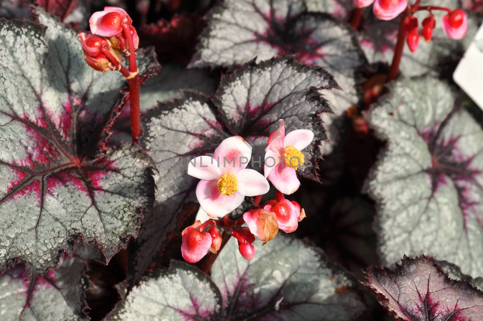 Closeup of pink flower among gray and red leaves as background.