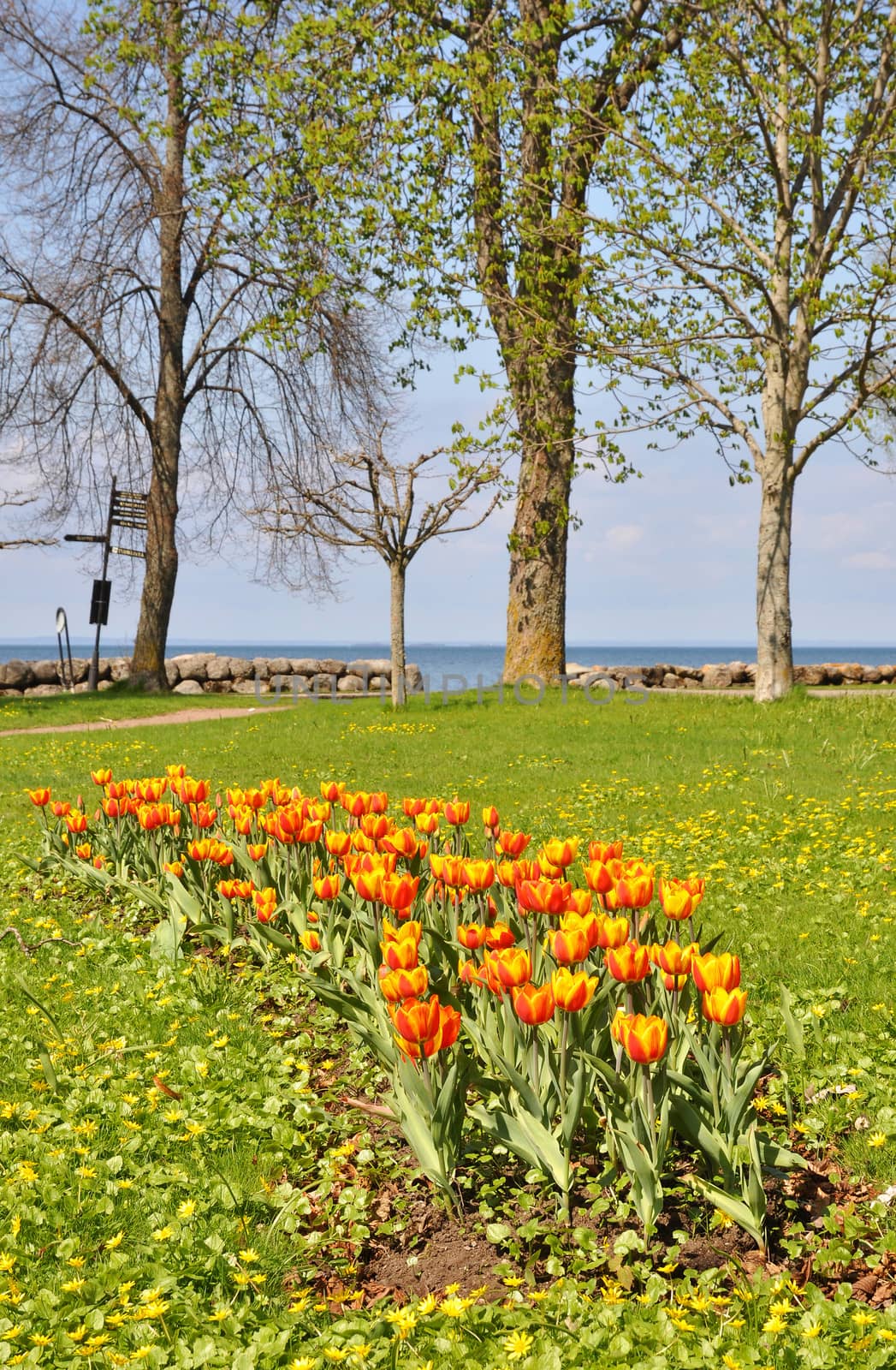 Orange tulips in a park by a lake.