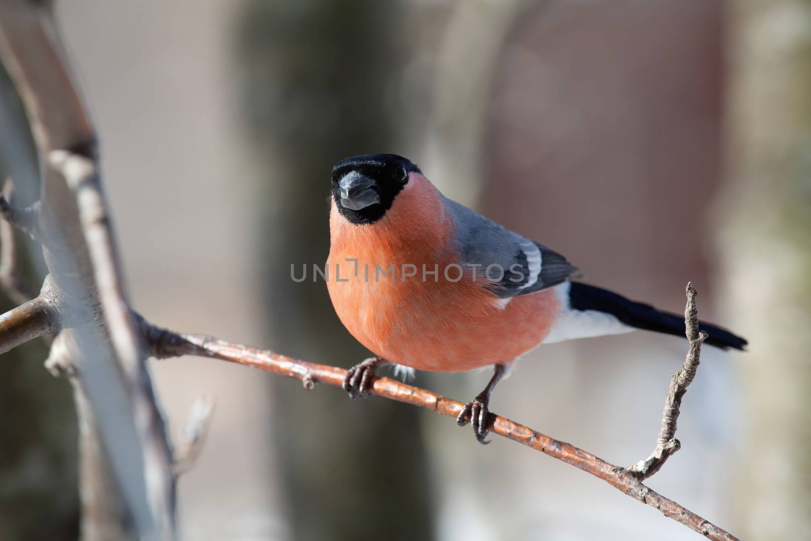 The male a bullfinch sits on a mountain ash branch