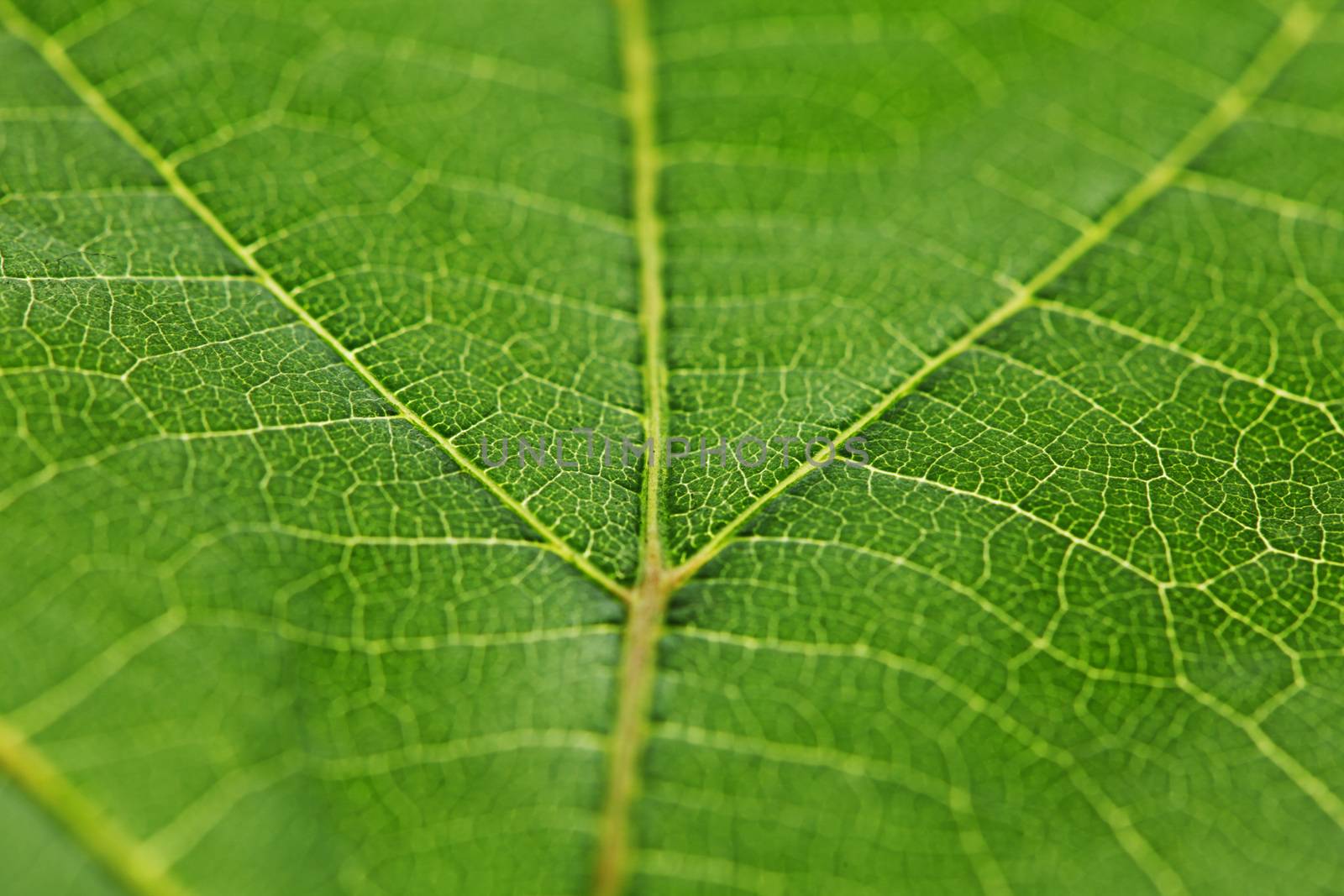 Fresh dreen leaf texture macro close-up