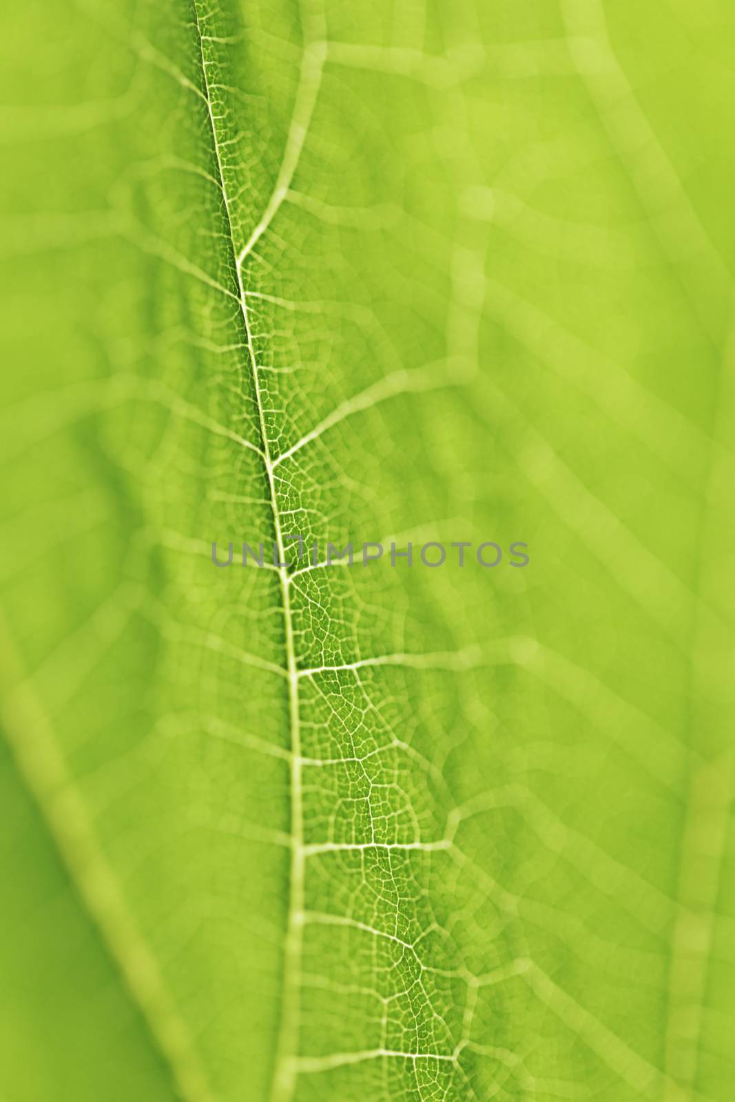 Fresh dreen leaf texture macro close-up