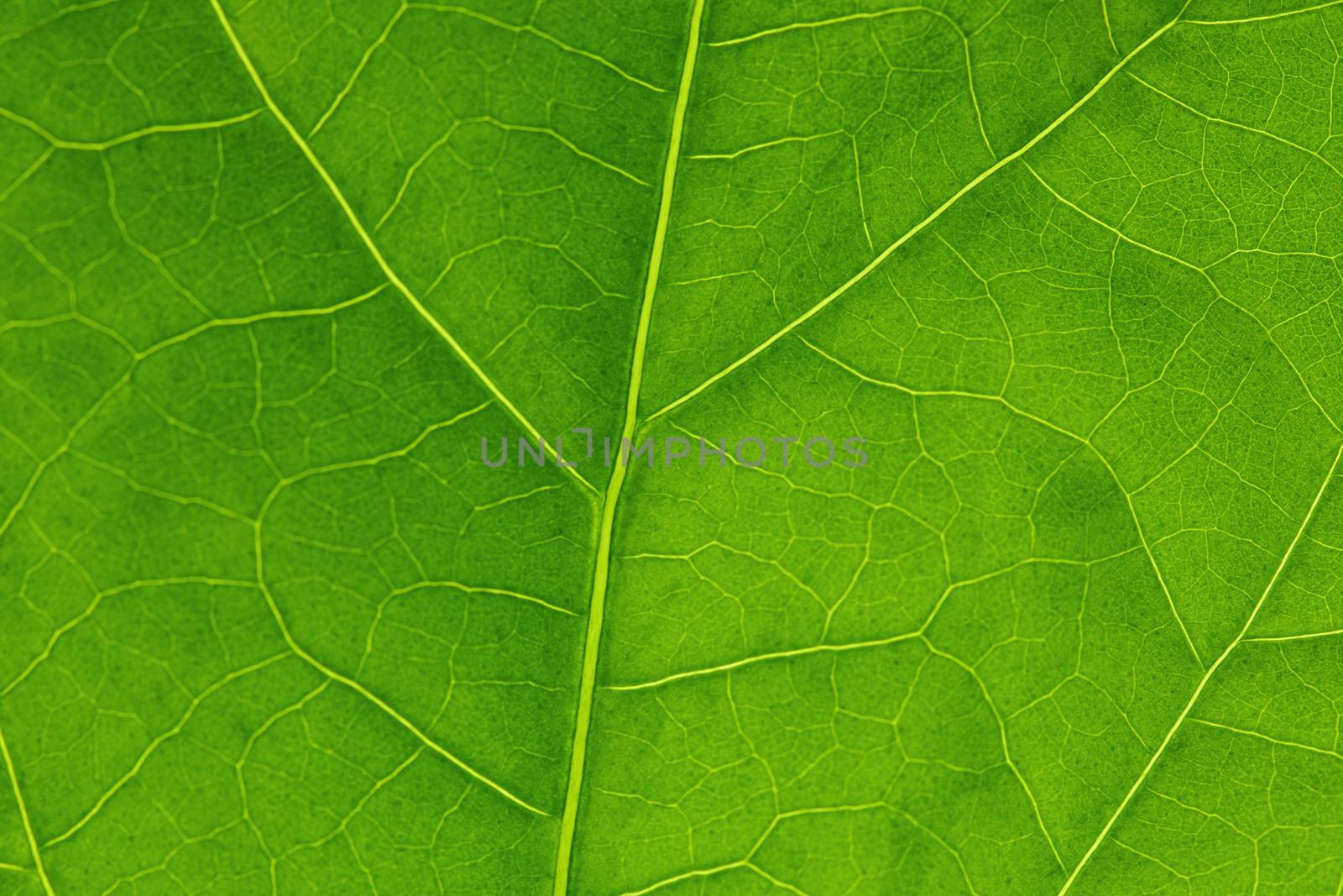 Fresh dreen leaf texture macro close-up