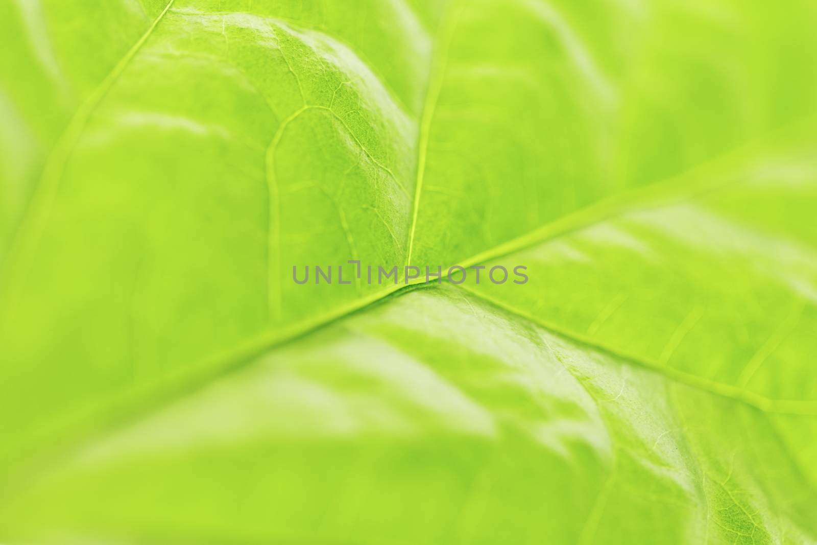 Fresh dreen leaf texture macro close-up