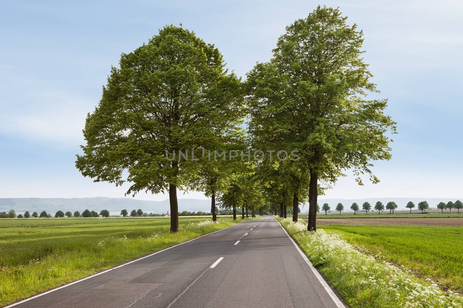 Beautiful country side road with trees in summer