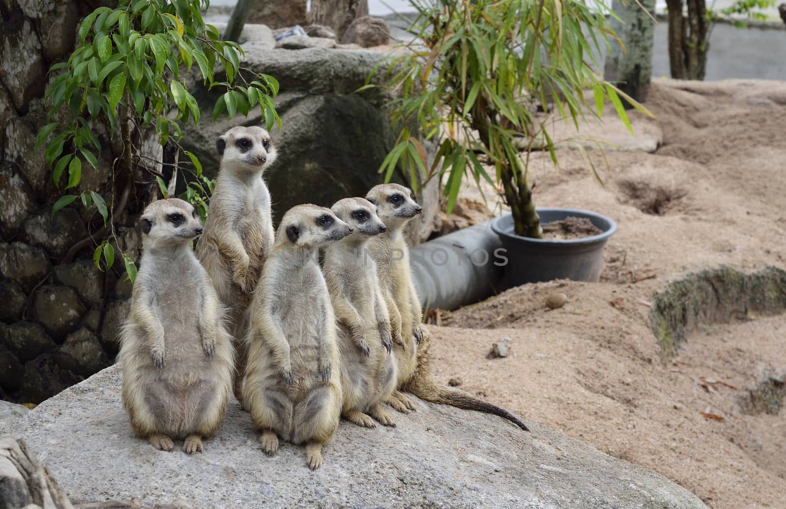 group of Meerkats