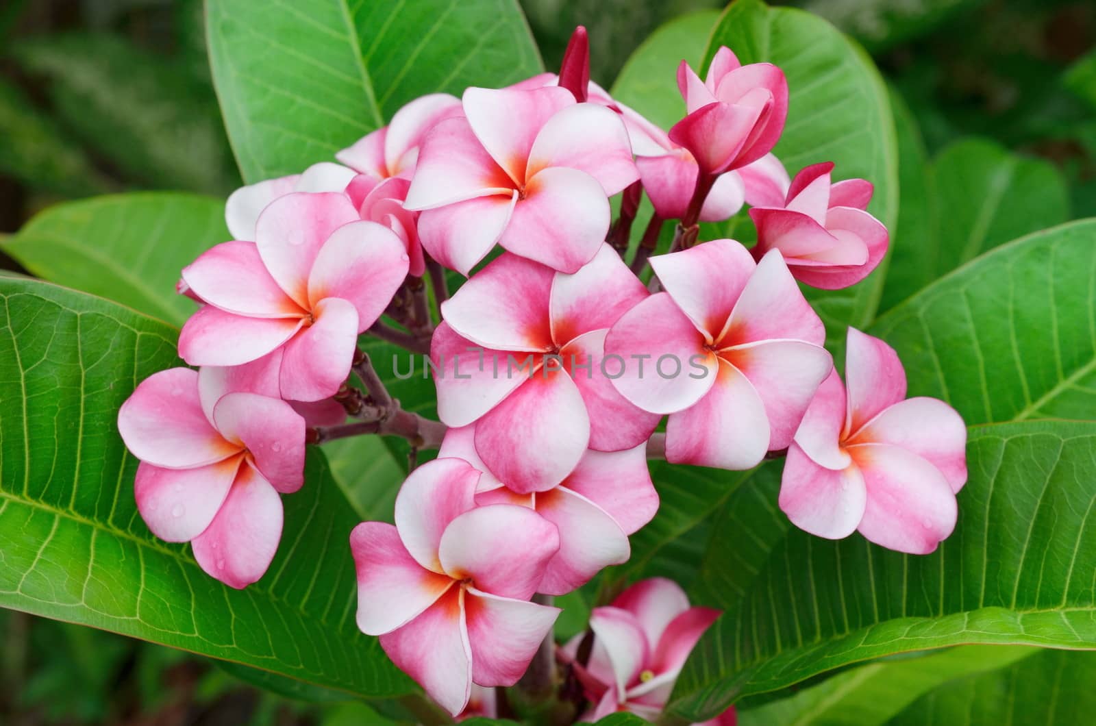 Plumeria flowers