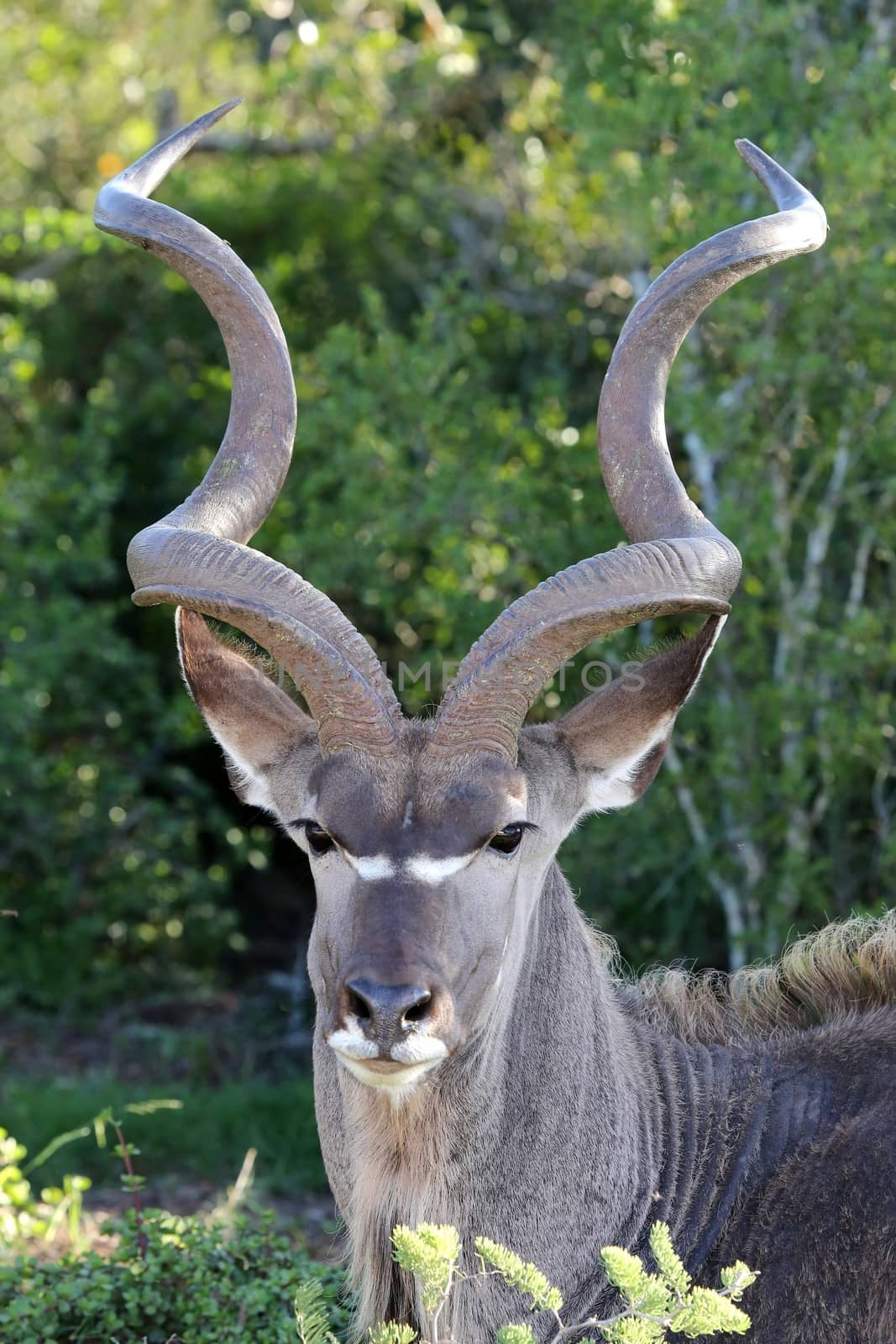 Kudu antelope with large spiralled horns in the African bush