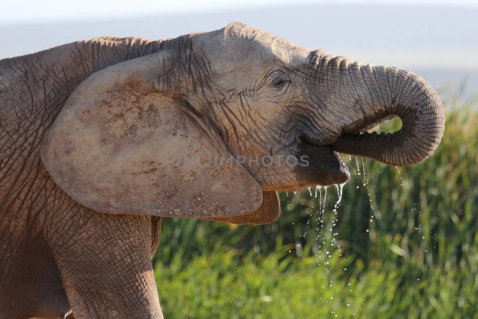 Female African elephant drinking water from it's trunk