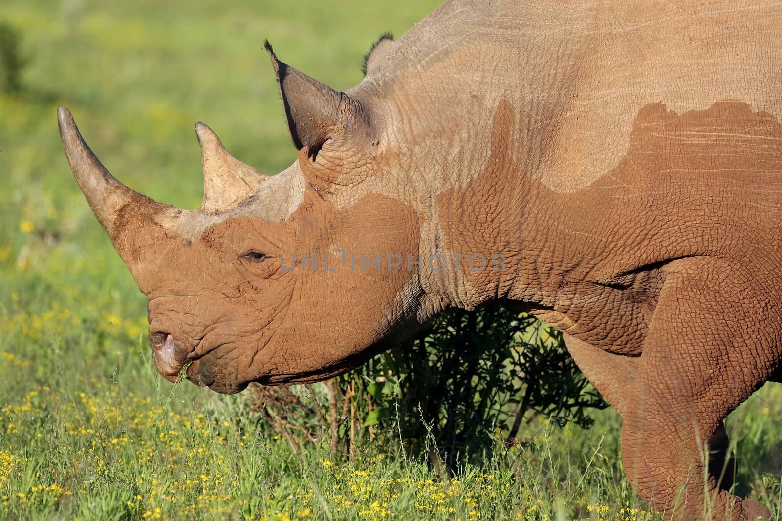 Rare Black Rhino from Africa eating on the green plants