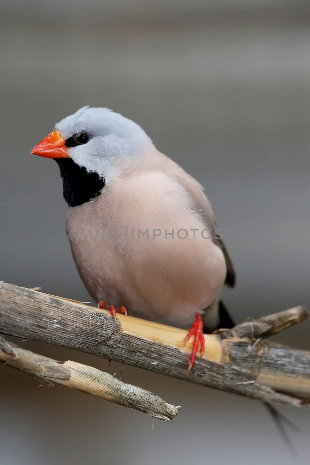 Heck's Grassfinch Bird by fouroaks