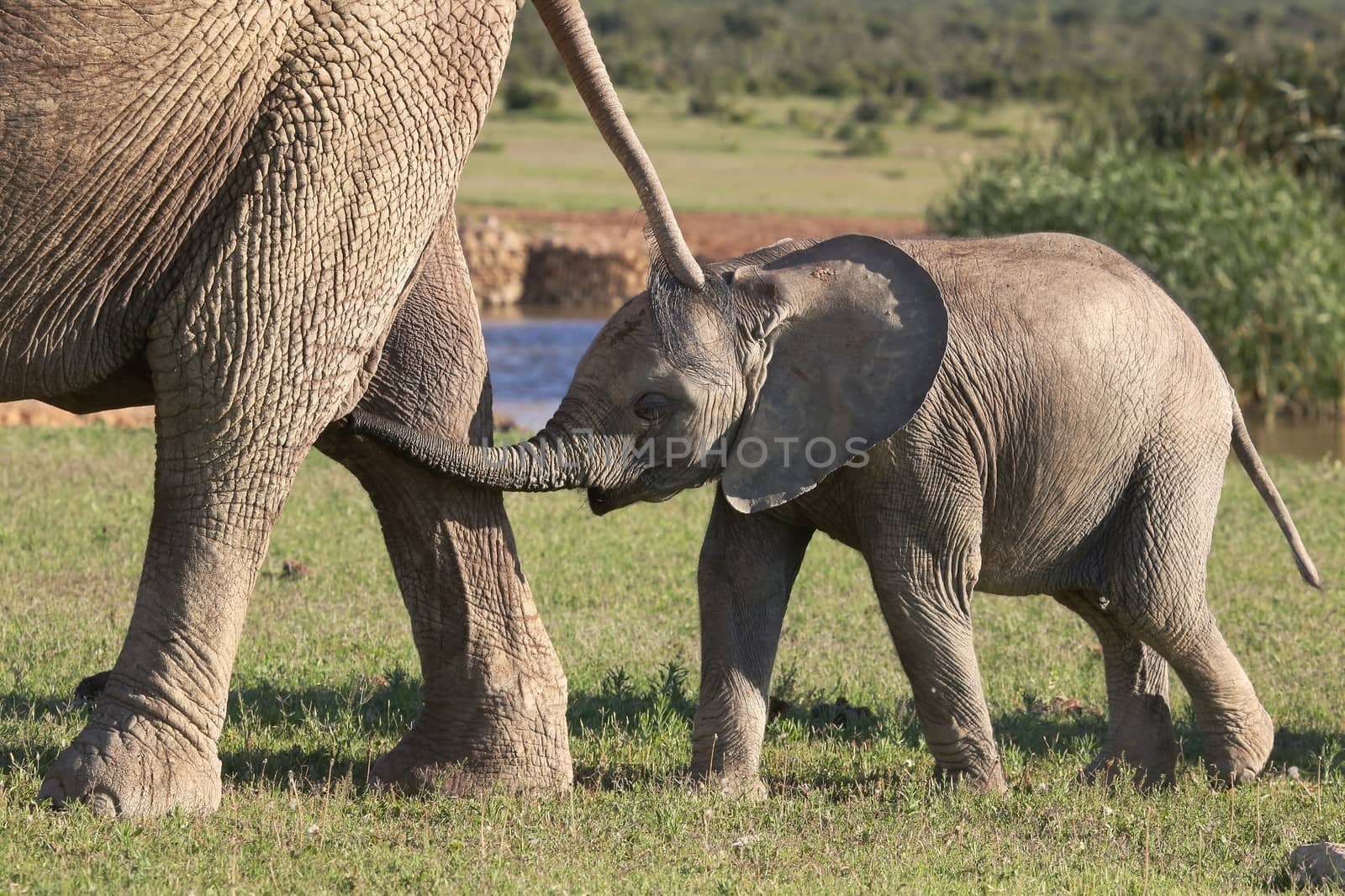 Baby African Elephant by fouroaks