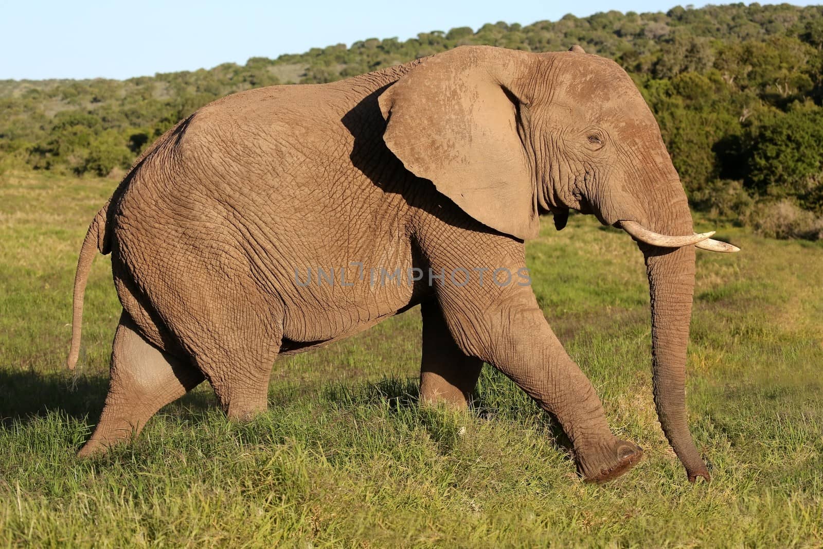 Large African elephant bull or male walking across the green grassland