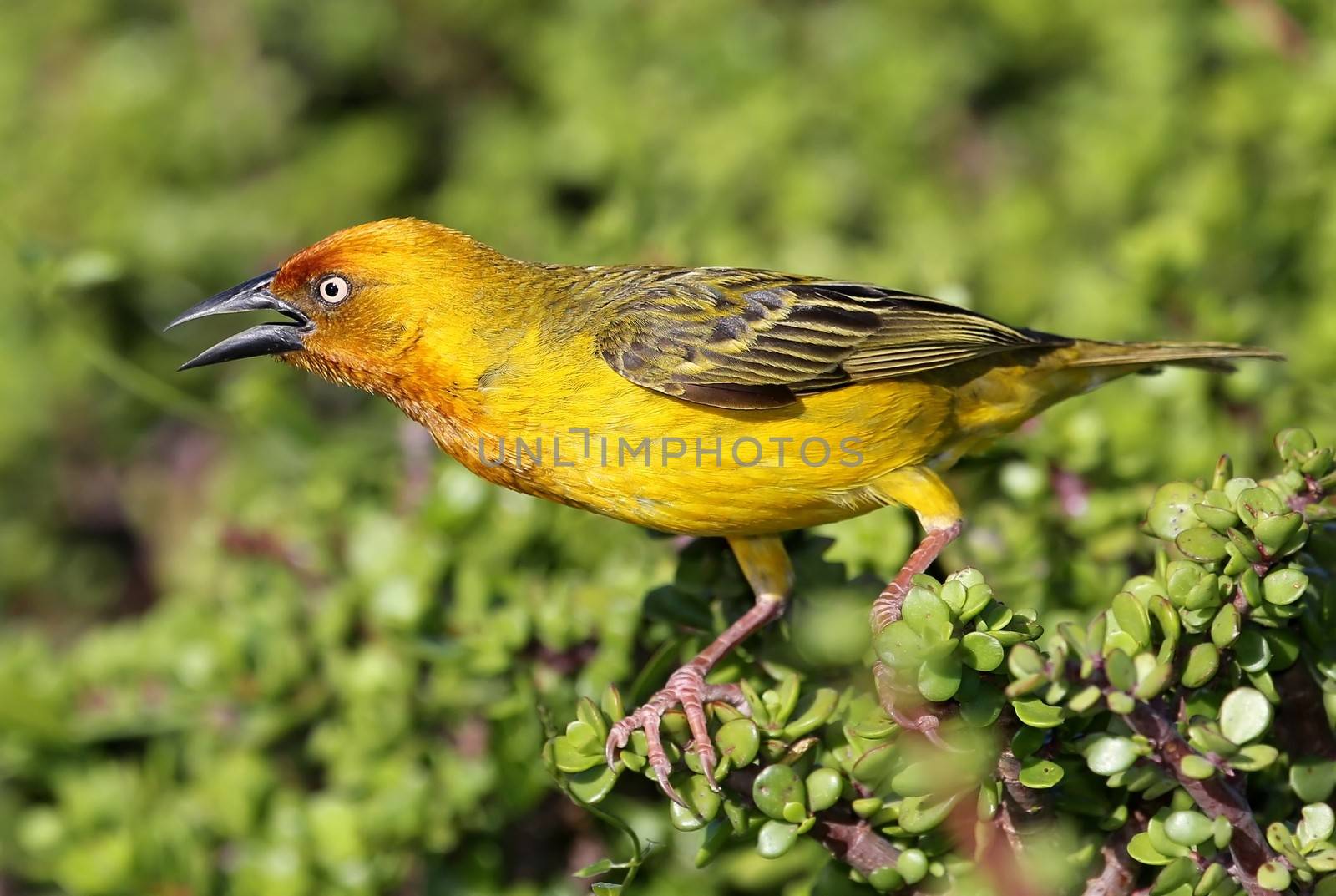 Cape weaver bird with it's beak open as it calls