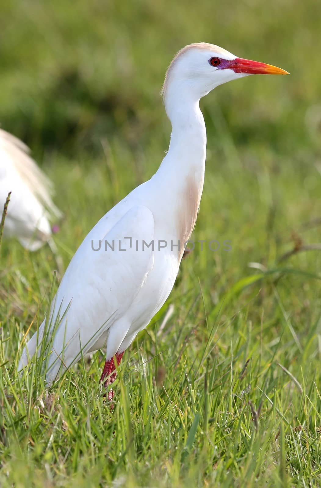 Cattle egret bird hunting for food in the long grass