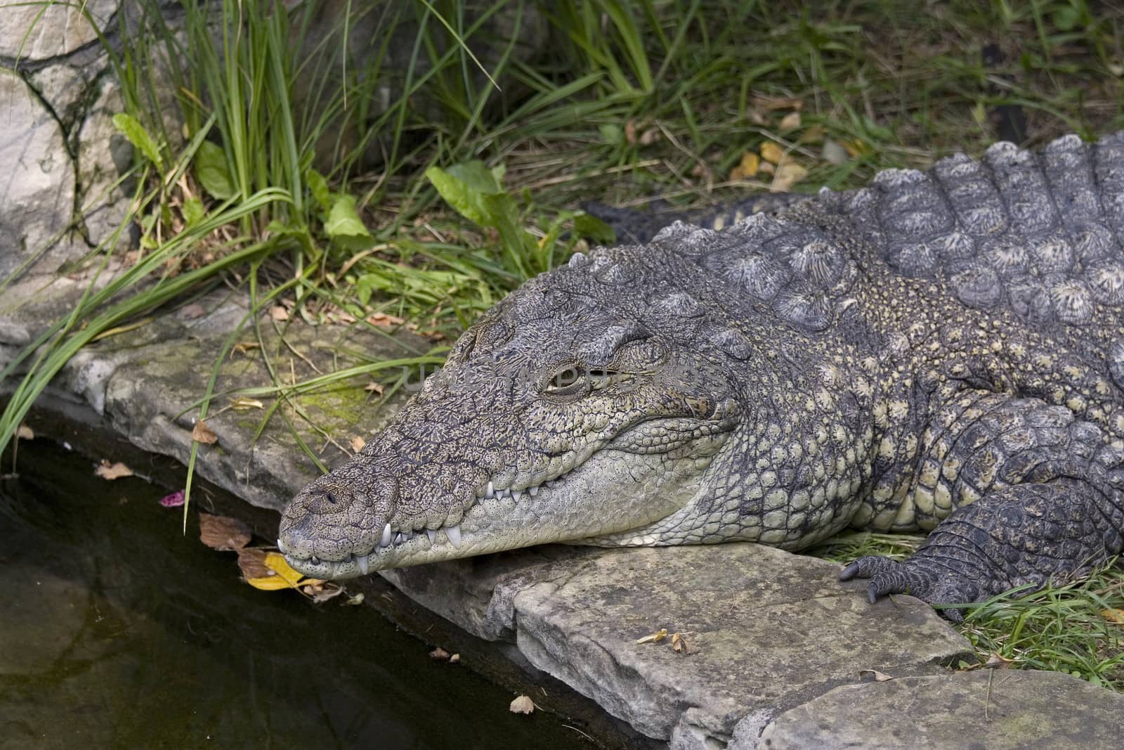 Portrait of a crocodile in profile