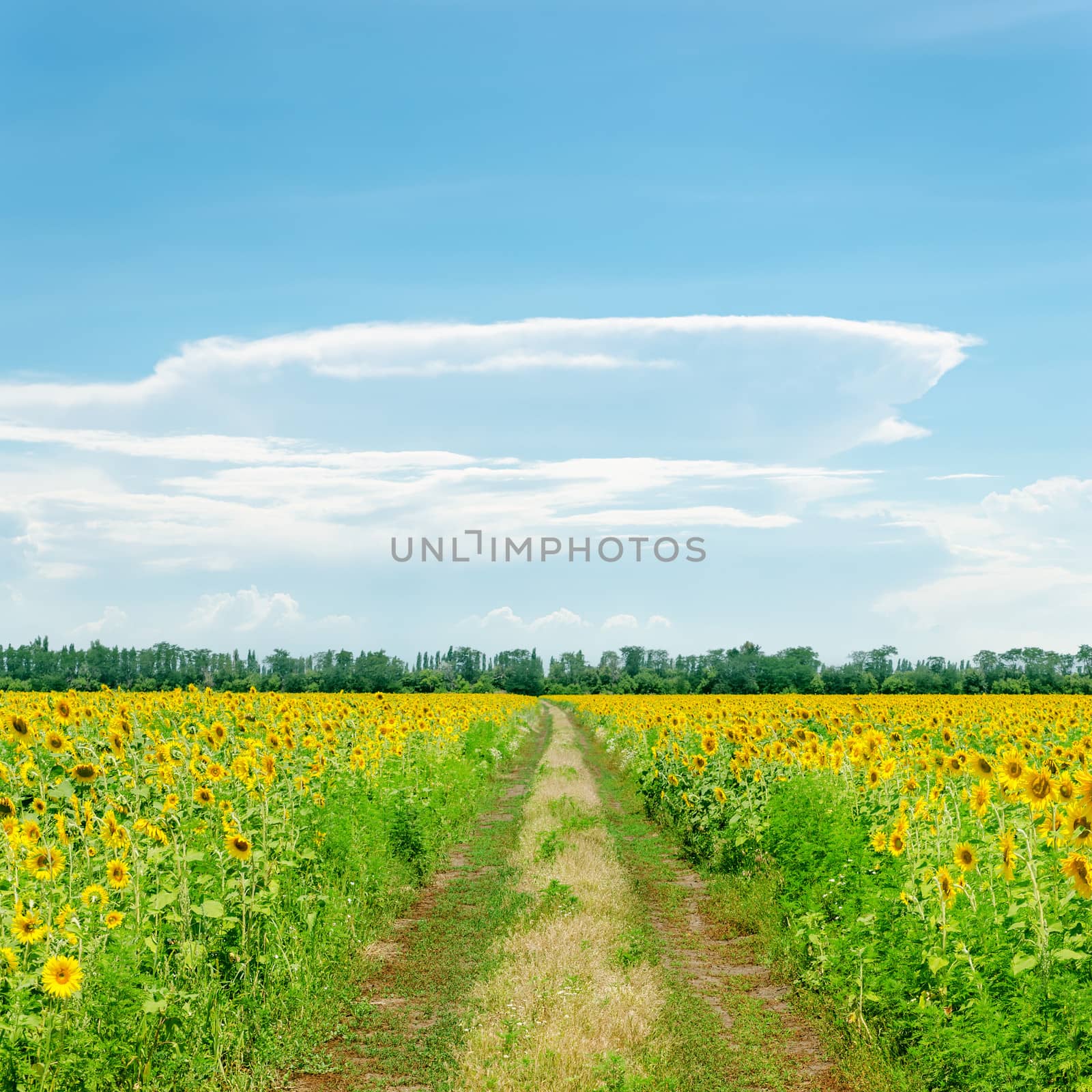 clouds on blue sky over road in sunflowers field