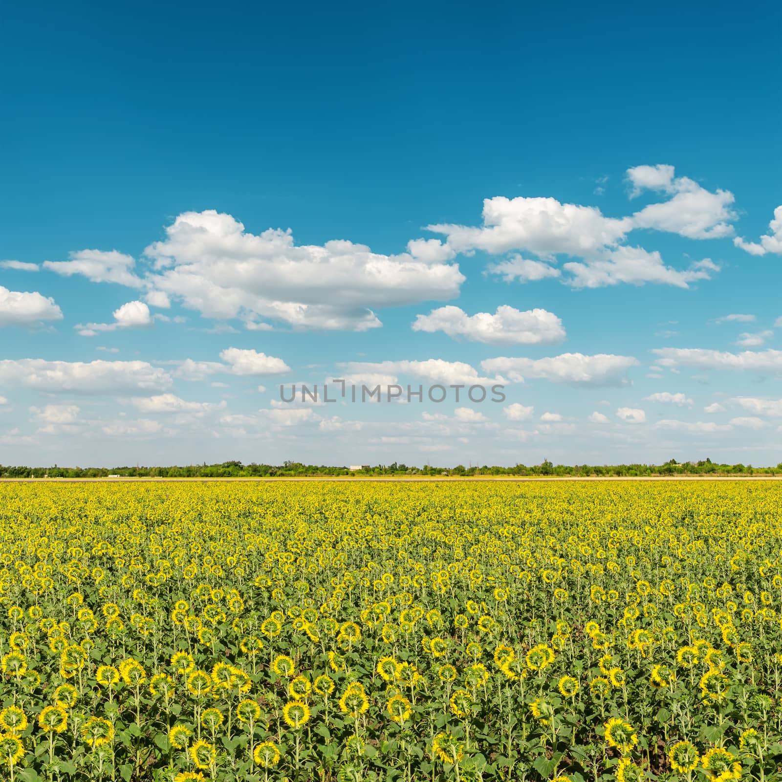 sunflowers field and blue cloudy sky