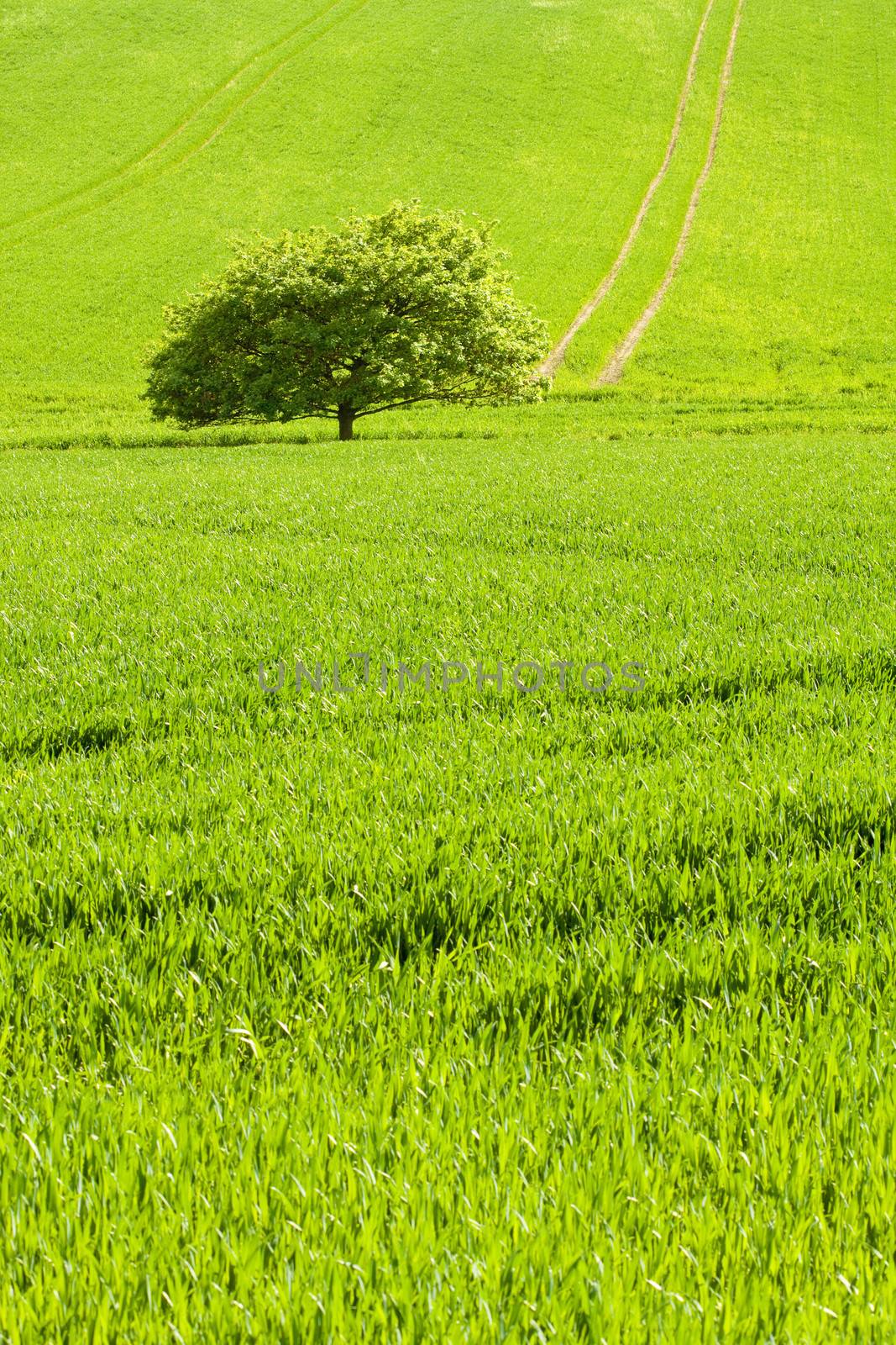 Small tree on field of green grass