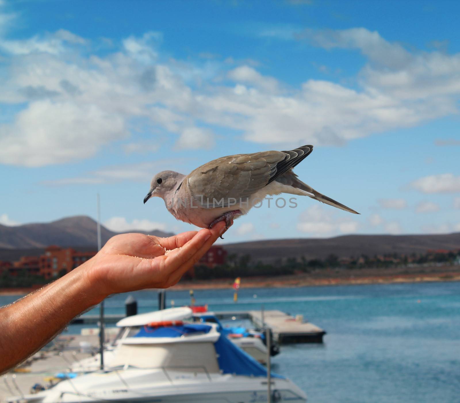 Feeding the dove from hand.