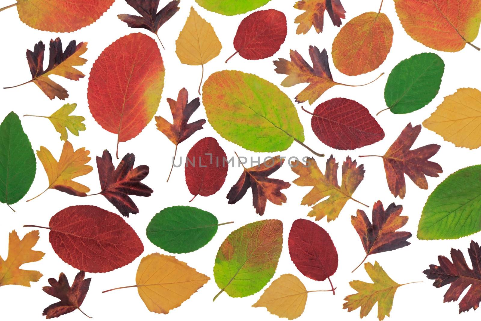 Many beautiful bright autumn leaves variety of colors and shapes with different kinds of trees on a white background.