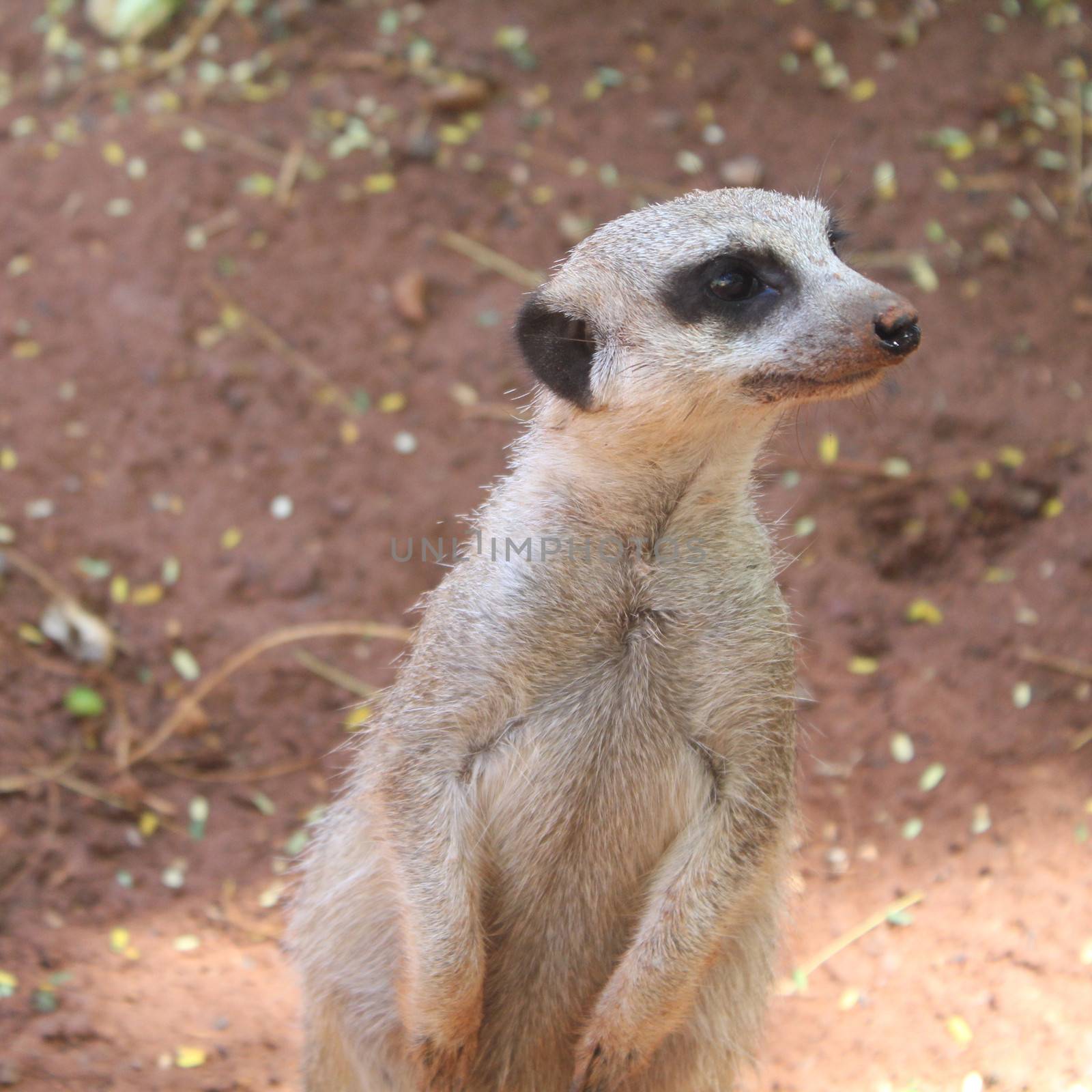 Surricate meerkat standing upright by JackyBrown