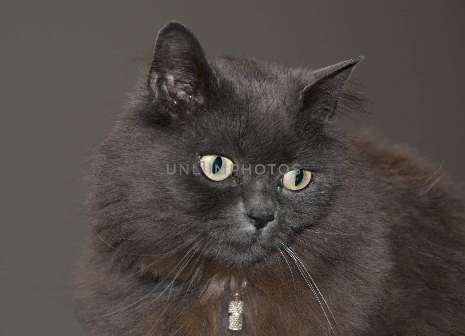 maine coon cat with brown background