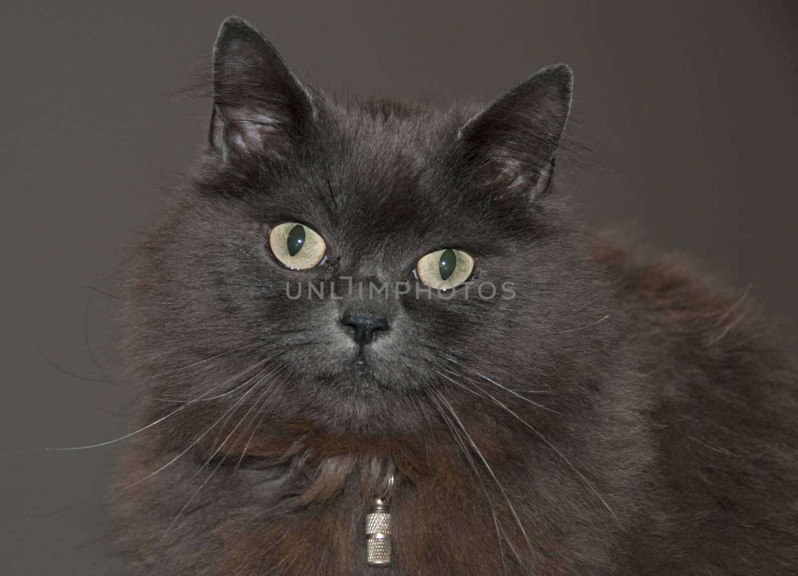 maine coon cat with green eyes