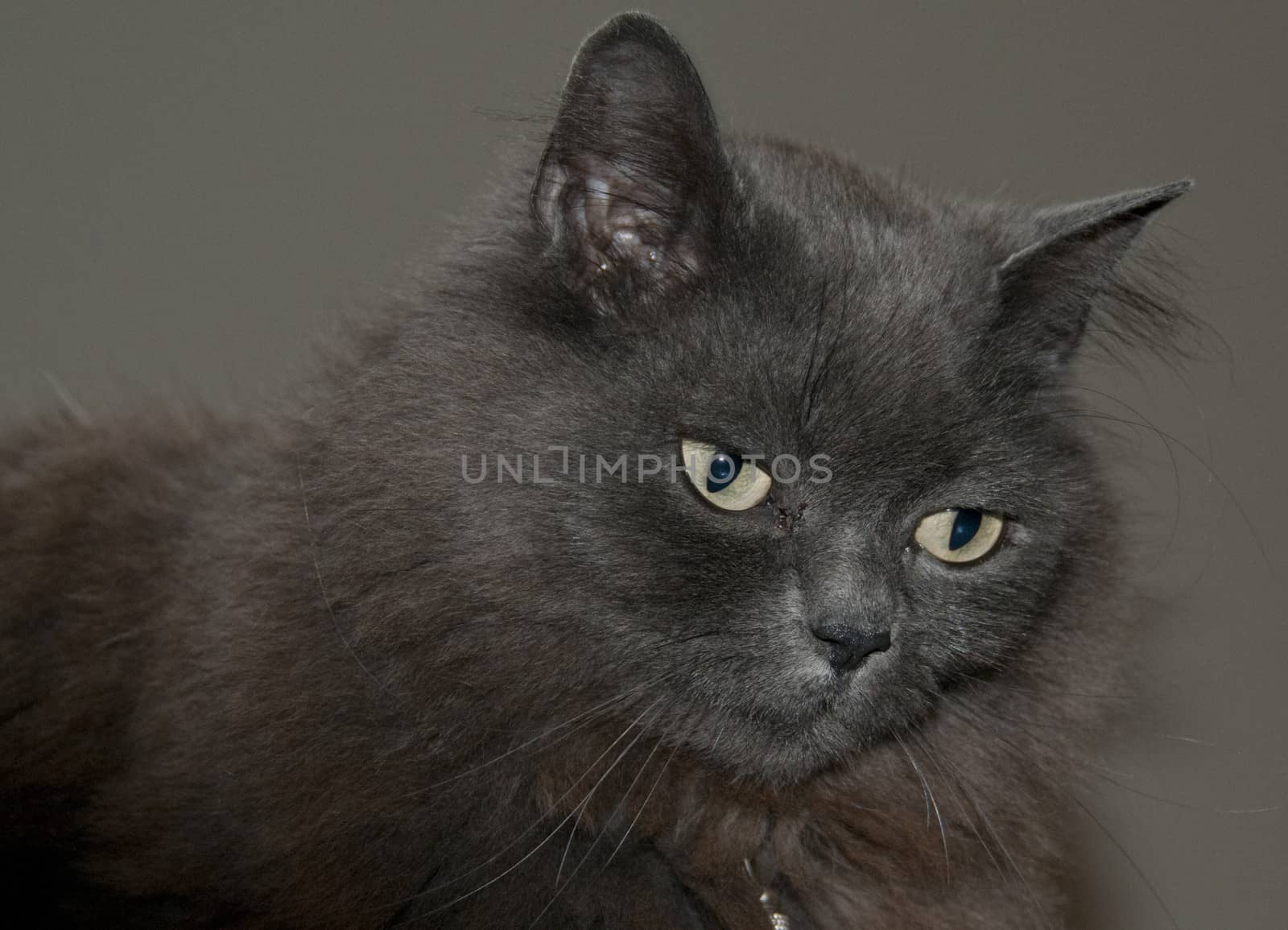 brown maine coon cat  pet