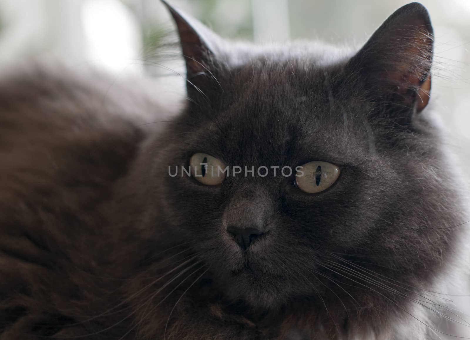 brown dark maine coon cat close up 