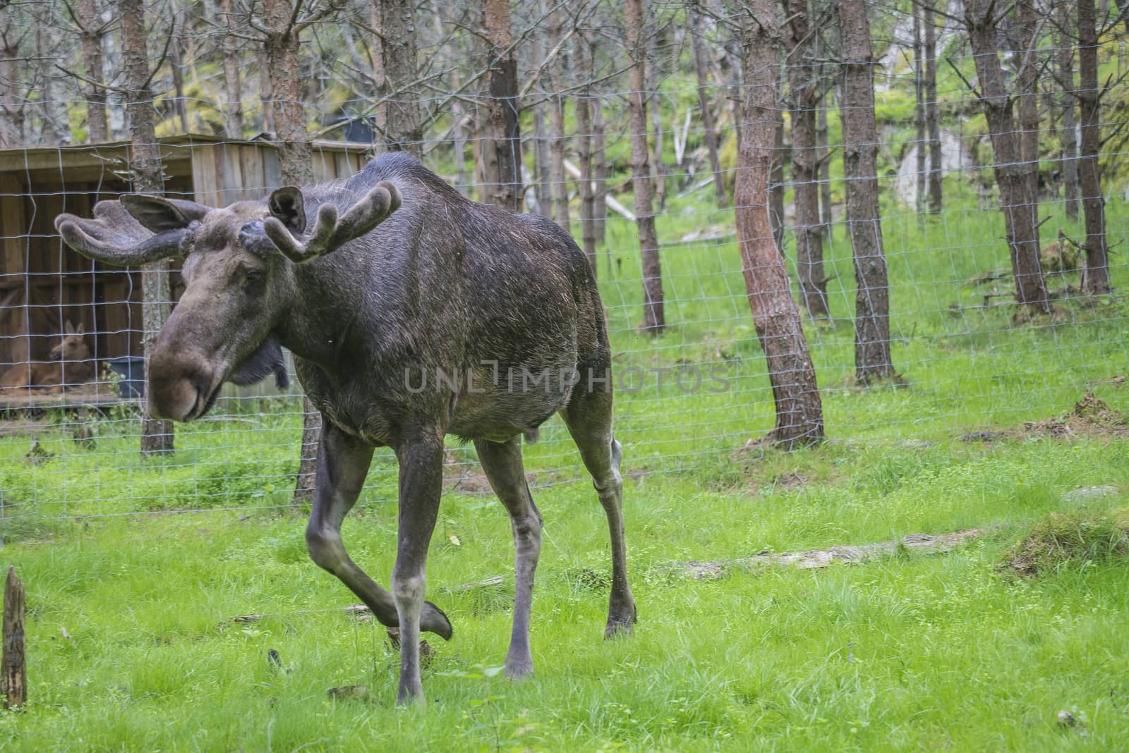 moose in a wildlife park by steirus