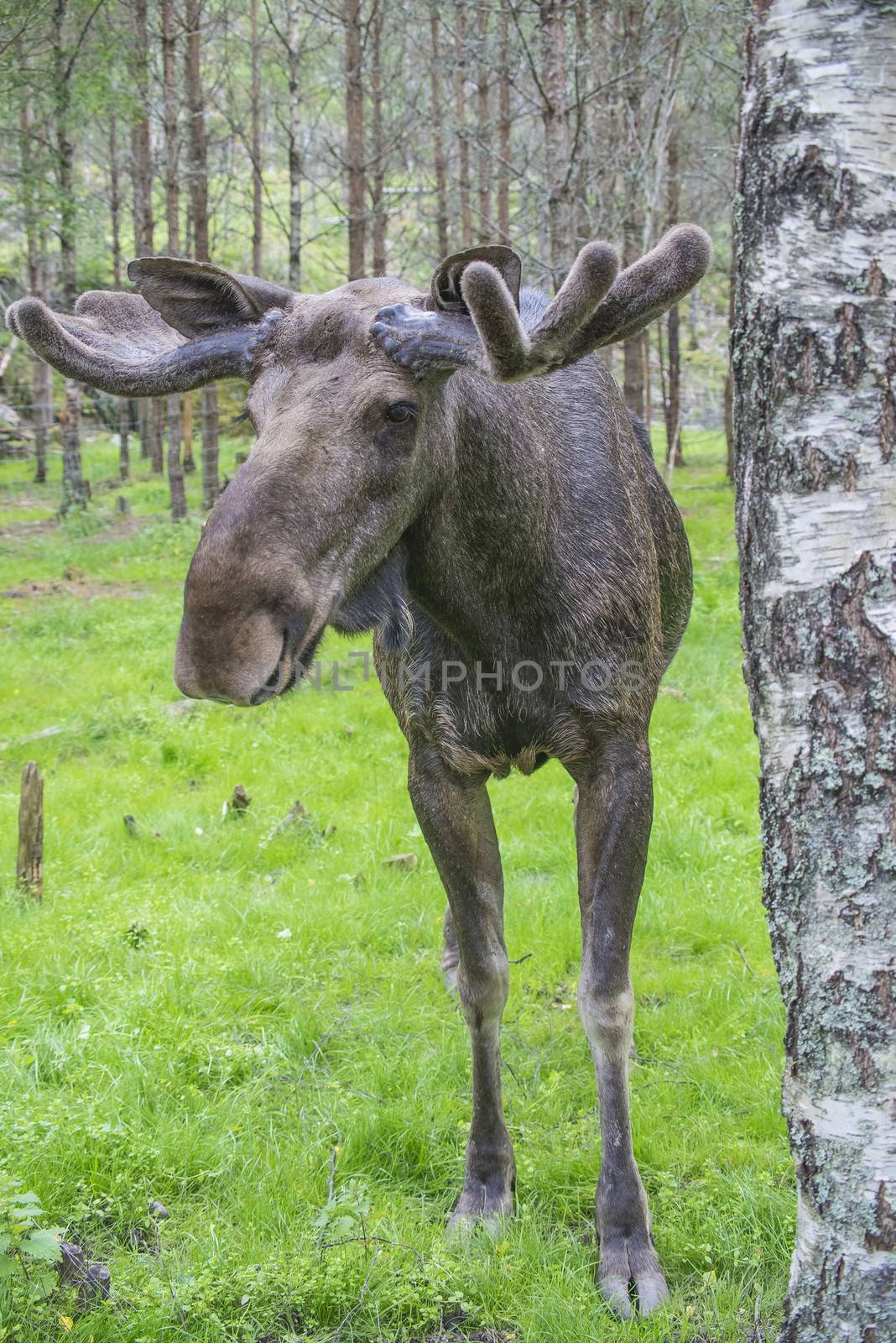 moose in a wildlife park by steirus