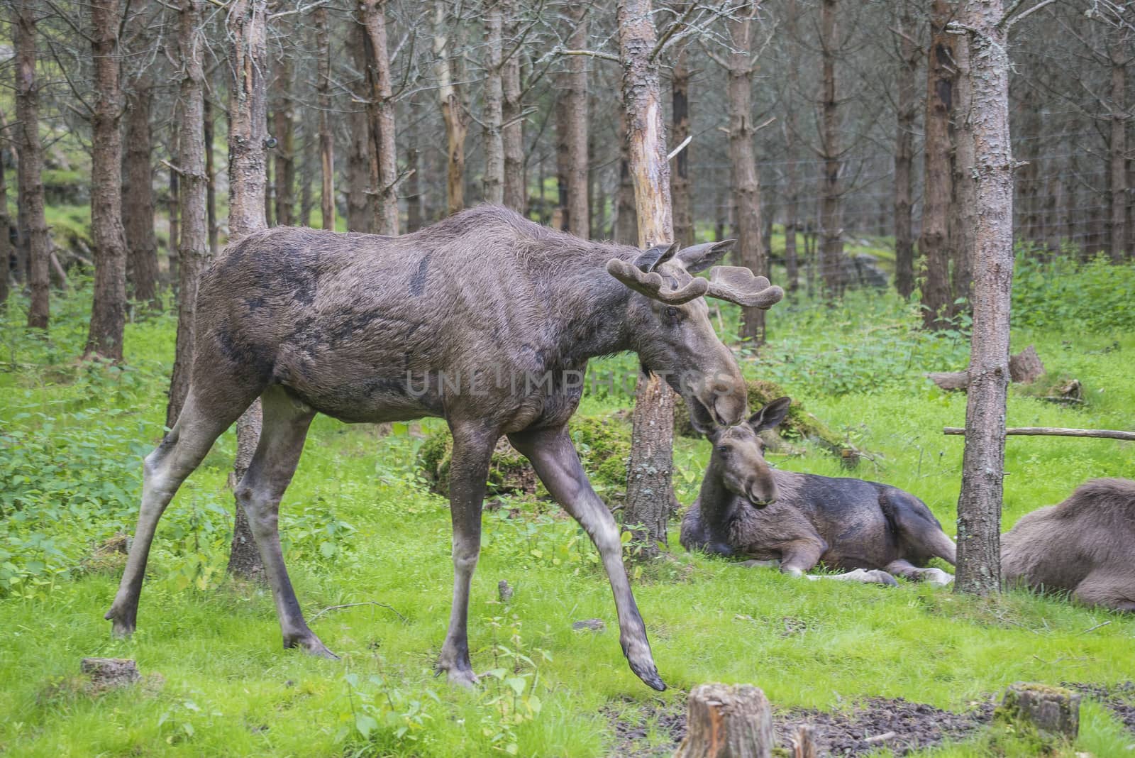 moose in a wildlife park by steirus