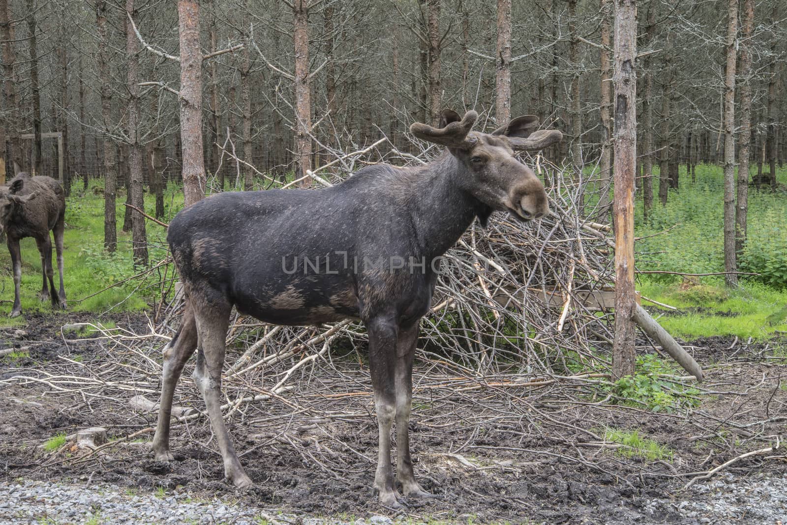 moose in a wildlife park by steirus