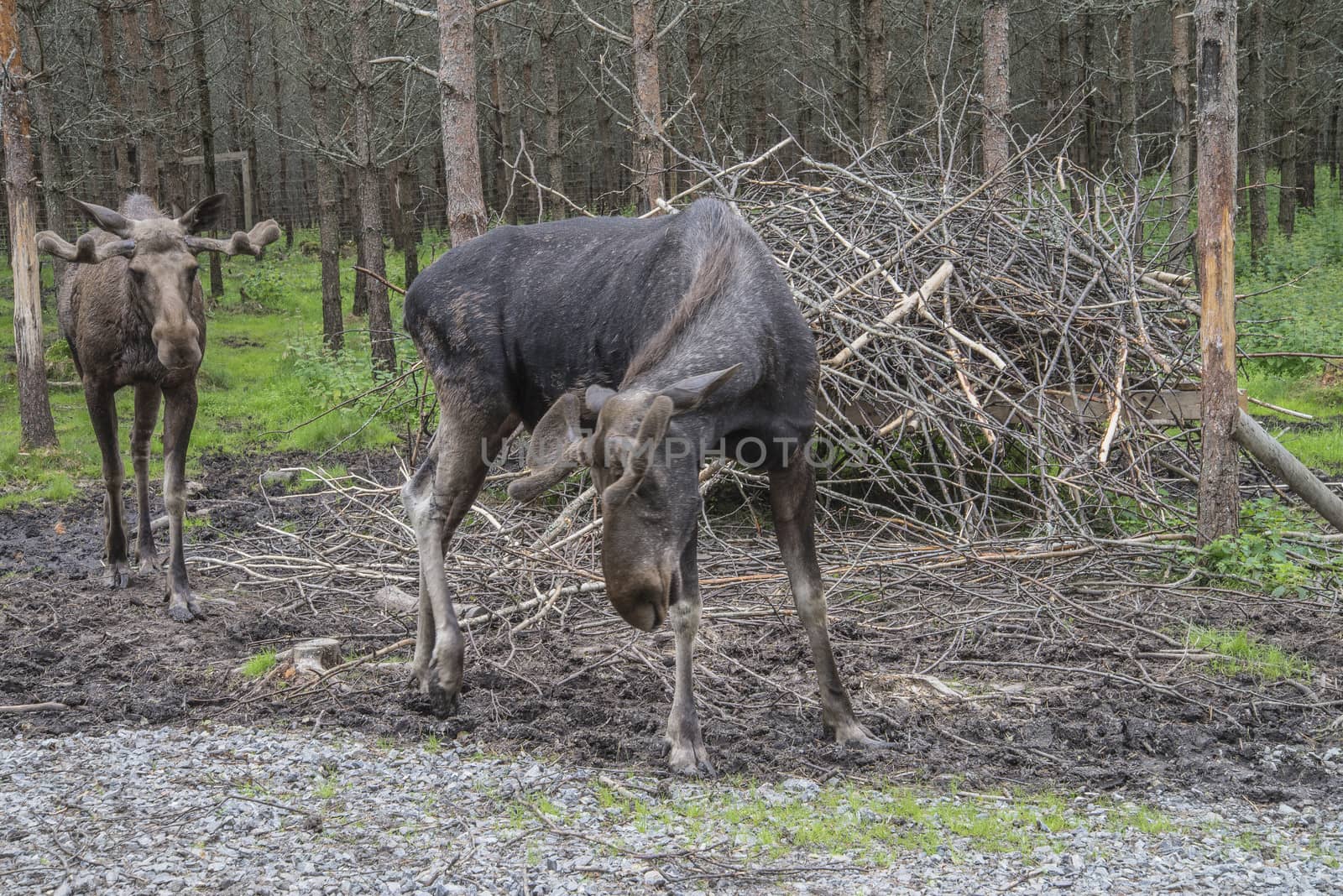 moose in a wildlife park by steirus