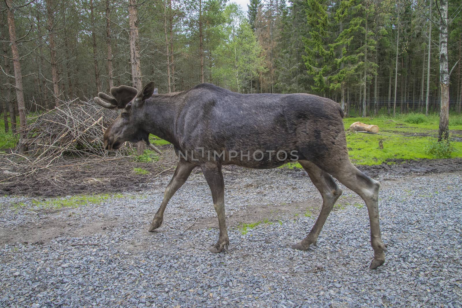 moose in a wildlife park by steirus