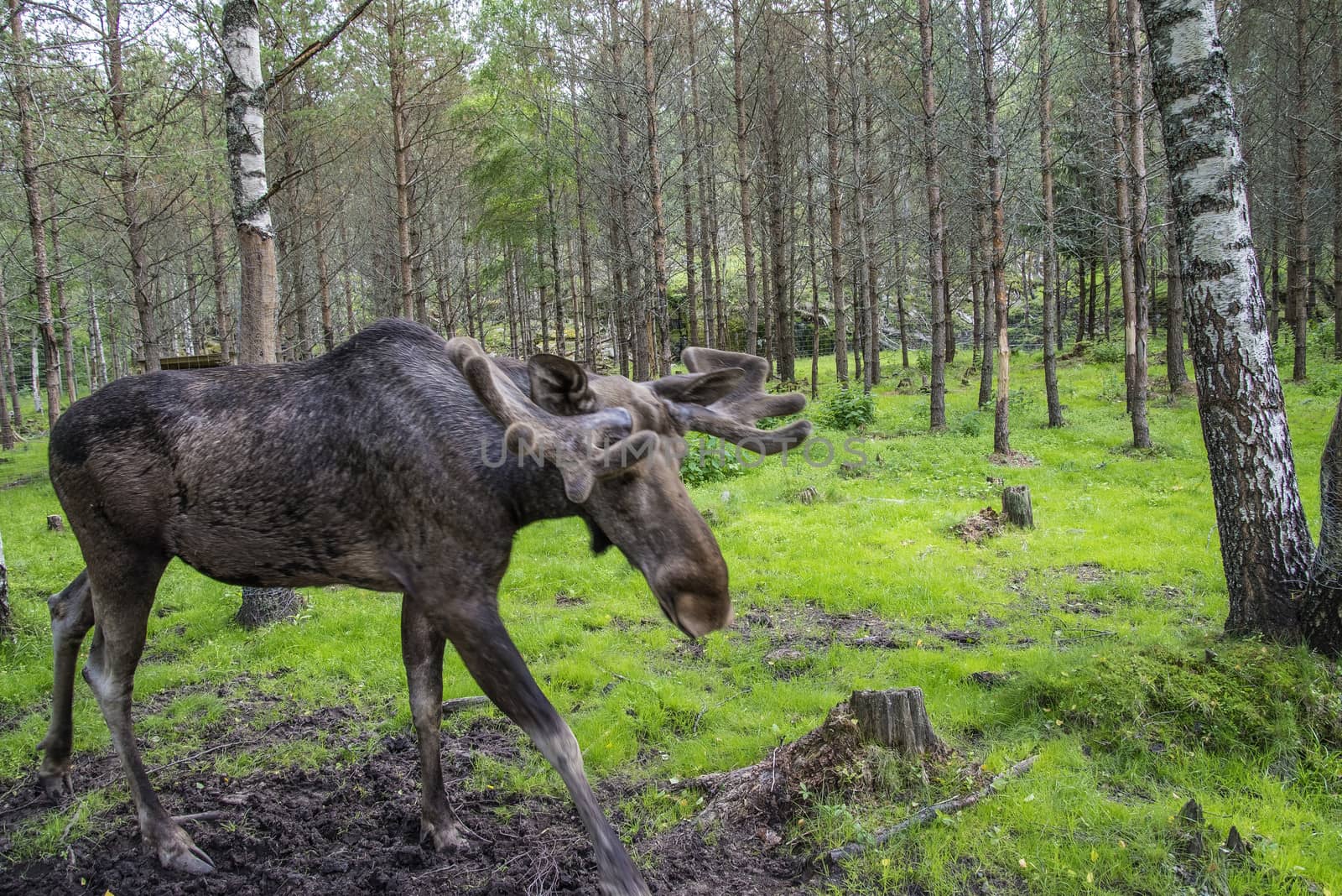 moose in a wildlife park by steirus