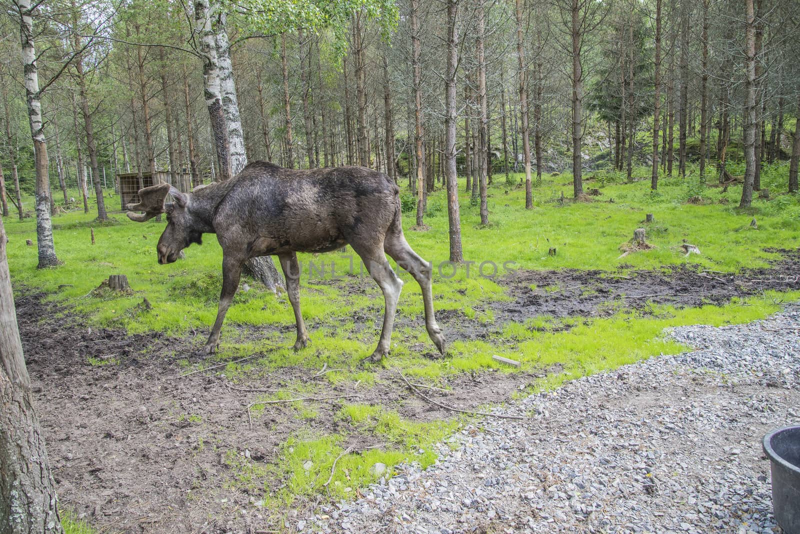 moose in a wildlife park by steirus