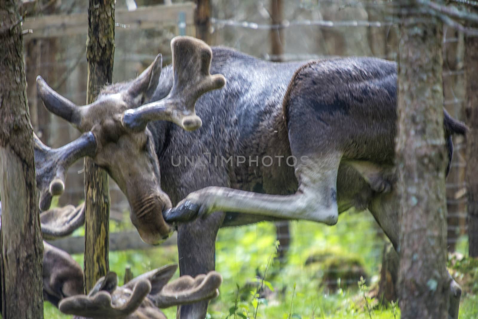 moose in a wildlife park by steirus