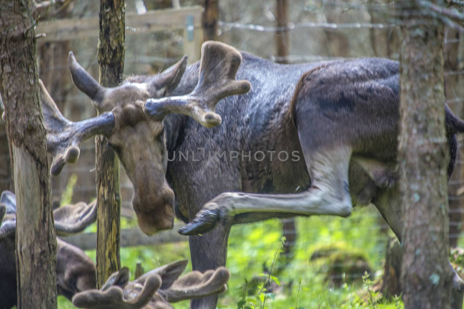 moose in a wildlife park by steirus